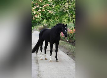 KWPN, Gelding, 6 years, 16,1 hh, Black