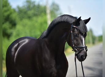 KWPN, Gelding, 6 years, 16,1 hh, Black