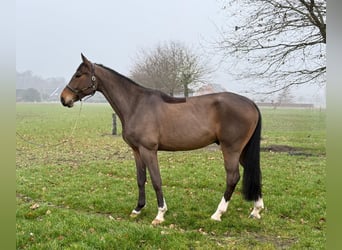 KWPN, Gelding, 6 years, 16,1 hh, Brown