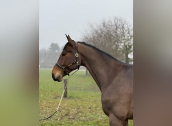 KWPN, Gelding, 6 years, 16,1 hh, Brown