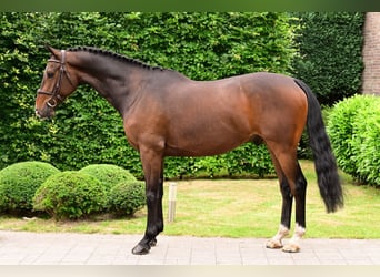 KWPN, Gelding, 6 years, 16,1 hh, Brown