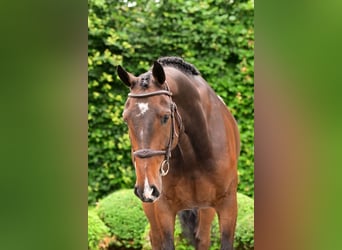 KWPN, Gelding, 6 years, 16,1 hh, Brown