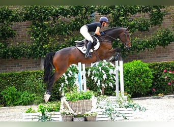 KWPN, Gelding, 6 years, 16,1 hh, Brown