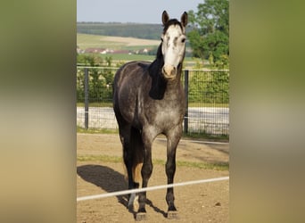 KWPN, Gelding, 6 years, 16,1 hh, Grey