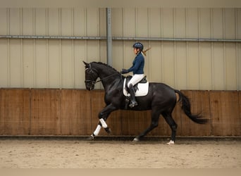 KWPN, Gelding, 6 years, 16,1 hh, Smoky-Black