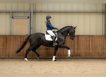 KWPN, Gelding, 6 years, 16,1 hh, Smoky-Black