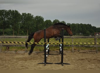 KWPN, Gelding, 6 years, 16,2 hh, Bay-Dark