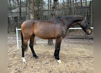 KWPN, Gelding, 6 years, 16,2 hh, Bay