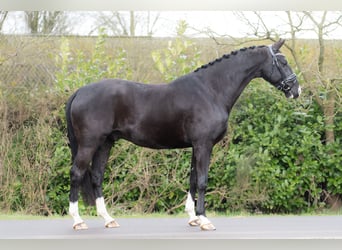 KWPN, Gelding, 6 years, 16,2 hh, Black