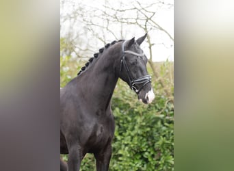 KWPN, Gelding, 6 years, 16,2 hh, Black