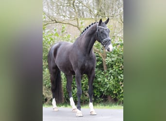KWPN, Gelding, 6 years, 16,2 hh, Black
