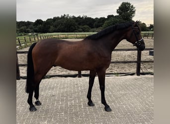 KWPN, Gelding, 6 years, 16,2 hh, Brown