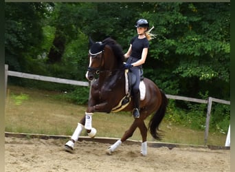 KWPN, Gelding, 6 years, 16,2 hh, Chestnut