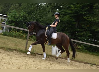 KWPN, Gelding, 6 years, 16,2 hh, Chestnut