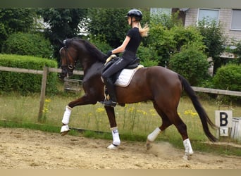 KWPN, Gelding, 6 years, 16,2 hh, Chestnut