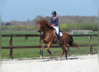 KWPN, Gelding, 6 years, 16,2 hh, Chestnut-Red