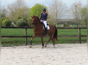 KWPN, Gelding, 6 years, 16,2 hh, Chestnut-Red
