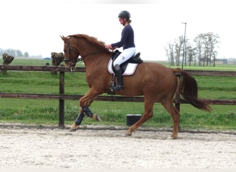 KWPN, Gelding, 6 years, 16,2 hh, Chestnut-Red