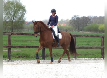 KWPN, Gelding, 6 years, 16,2 hh, Chestnut-Red