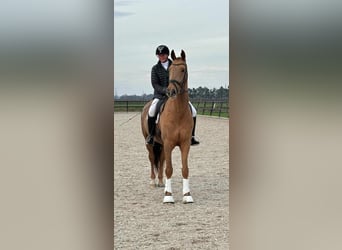 KWPN, Gelding, 6 years, 16,2 hh, Chestnut-Red