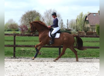KWPN, Gelding, 6 years, 16,2 hh, Chestnut-Red