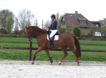 KWPN, Gelding, 6 years, 16,2 hh, Chestnut-Red
