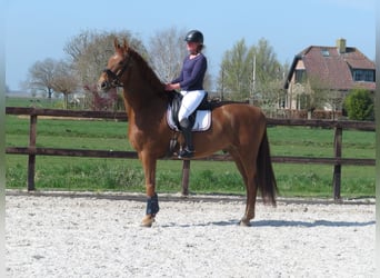 KWPN, Gelding, 6 years, 16,2 hh, Chestnut-Red