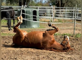 KWPN, Gelding, 6 years, 16,2 hh, Chestnut-Red