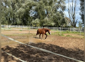 KWPN, Gelding, 6 years, 16,2 hh, Chestnut-Red