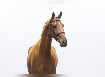 KWPN, Gelding, 6 years, 16,2 hh