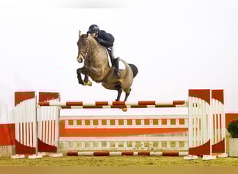 KWPN, Gelding, 6 years, 16,2 hh