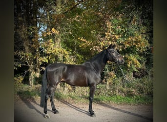 KWPN, Gelding, 6 years, 16,2 hh, Smoky-Black