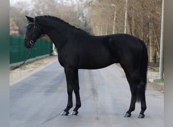 KWPN, Gelding, 6 years, 16,2 hh, Smoky-Black