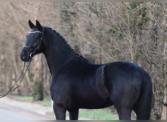 KWPN, Gelding, 6 years, 16,2 hh, Smoky-Black