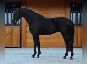 KWPN, Gelding, 6 years, 16,2 hh, Smoky-Black