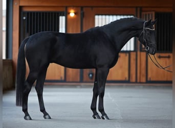 KWPN, Gelding, 6 years, 16,2 hh, Smoky-Black