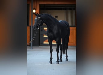 KWPN, Gelding, 6 years, 16,2 hh, Smoky-Black