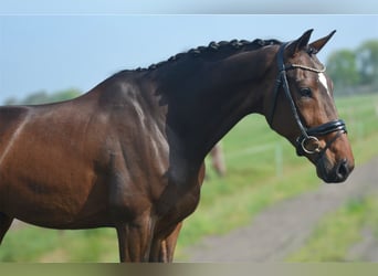 KWPN, Gelding, 6 years, 16,3 hh, Bay-Dark