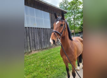 KWPN, Gelding, 6 years, 16,3 hh, Brown