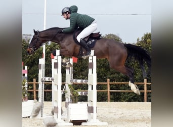 KWPN, Gelding, 6 years, 16,3 hh, Brown