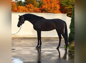 KWPN, Gelding, 6 years, 16,3 hh, Smoky-Black