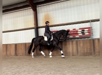 KWPN, Gelding, 6 years, 17.1 hh, Black