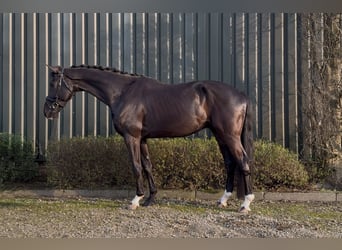 KWPN, Gelding, 6 years, 17.1 hh, Black