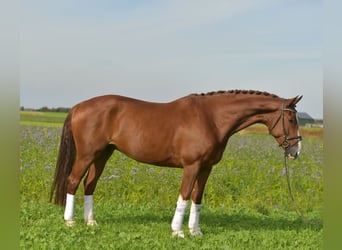 KWPN, Gelding, 6 years, 17.1 hh, Chestnut-Red