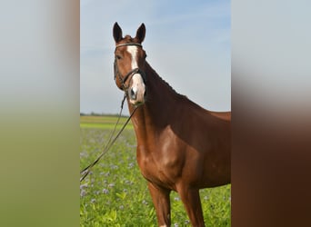 KWPN, Gelding, 6 years, 17.1 hh, Chestnut-Red