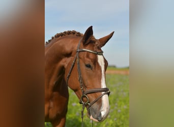 KWPN, Gelding, 6 years, 17.1 hh, Chestnut-Red