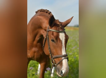 KWPN, Gelding, 6 years, 17.1 hh, Chestnut-Red