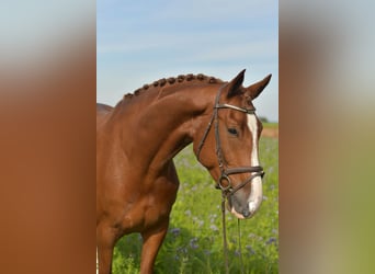 KWPN, Gelding, 6 years, 17.1 hh, Chestnut-Red