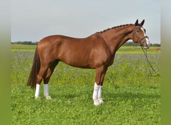 KWPN, Gelding, 6 years, 17.1 hh, Chestnut-Red