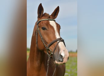 KWPN, Gelding, 6 years, 17.1 hh, Chestnut-Red